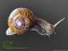 Helix pomatia - 